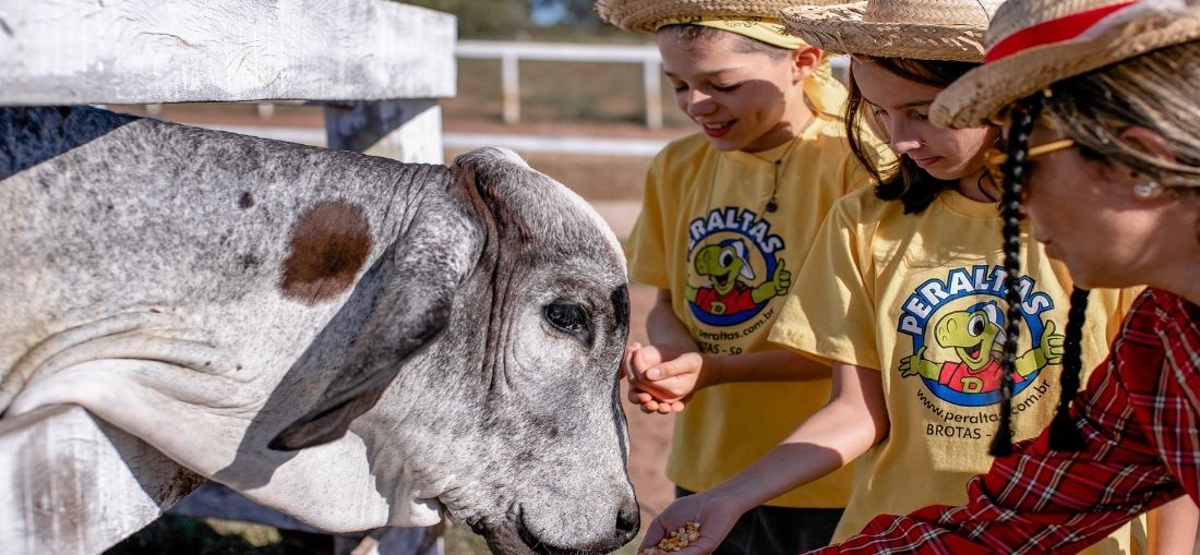 Visita à fazendinha do Acampamento Peraltas Divulgação Acampamento Peraltas