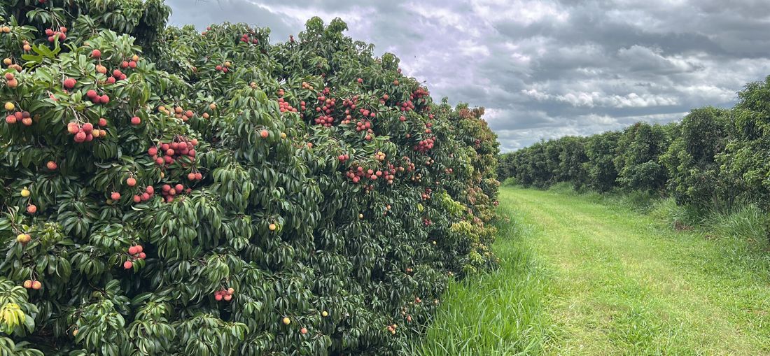 Lichia: métodos de conservação e variedades tardias abrem novos mercados