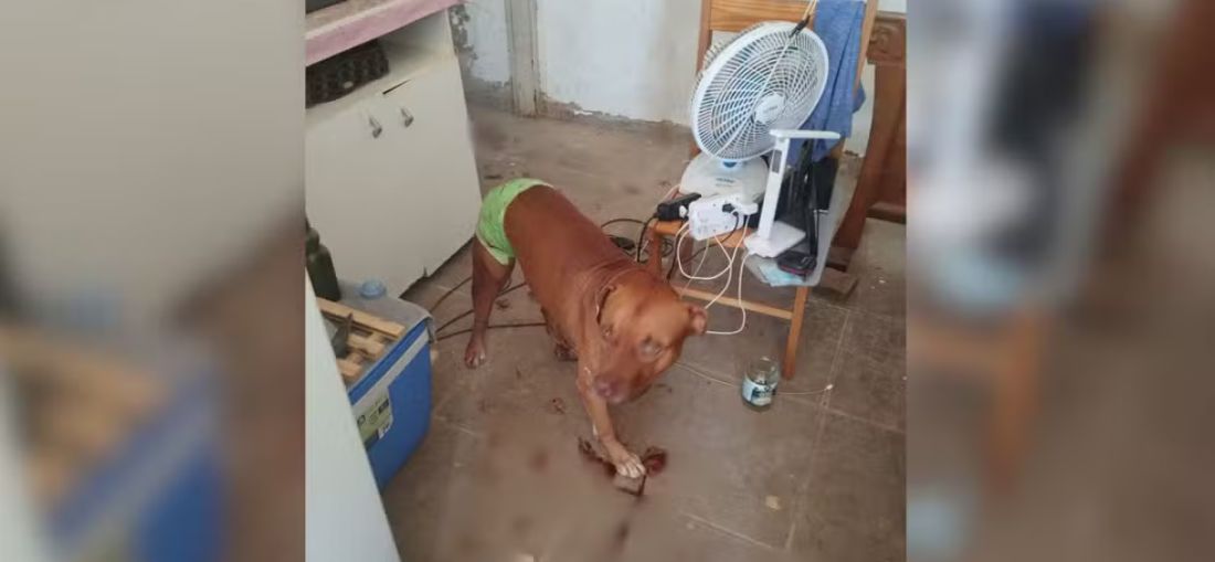 Pitbull salva idoso de ser agredido pelo filho em São José do Rio Preto (SP) — Foto: Arquivo pessoal 