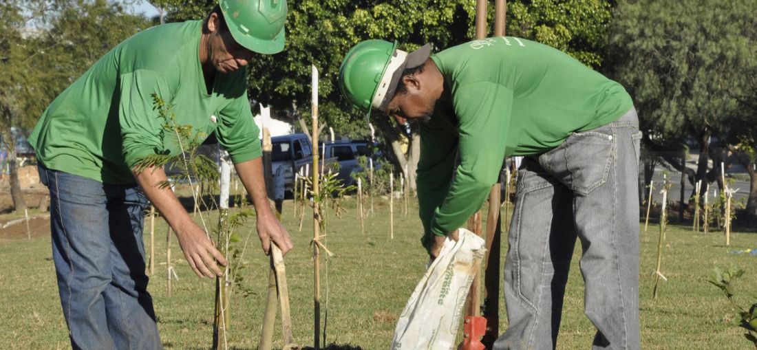 Arborização urbana avança com apoio da iniciativa privada