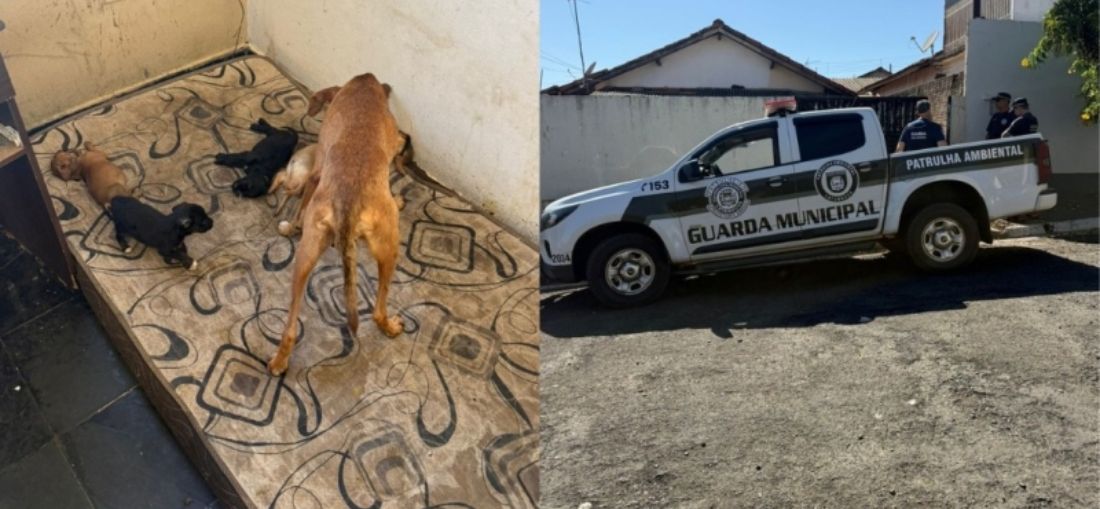 GCM resgata cães em situação de maus-tratos e prende responsável no Residencial Pachá