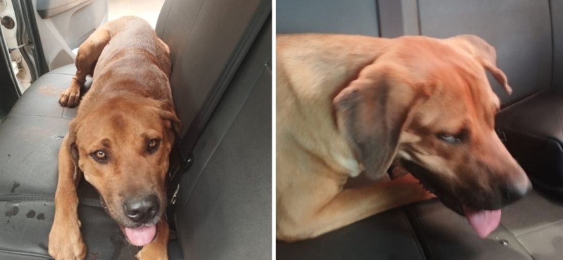 GCM encontra cão que havia desaparecido em área rural de Catanduva