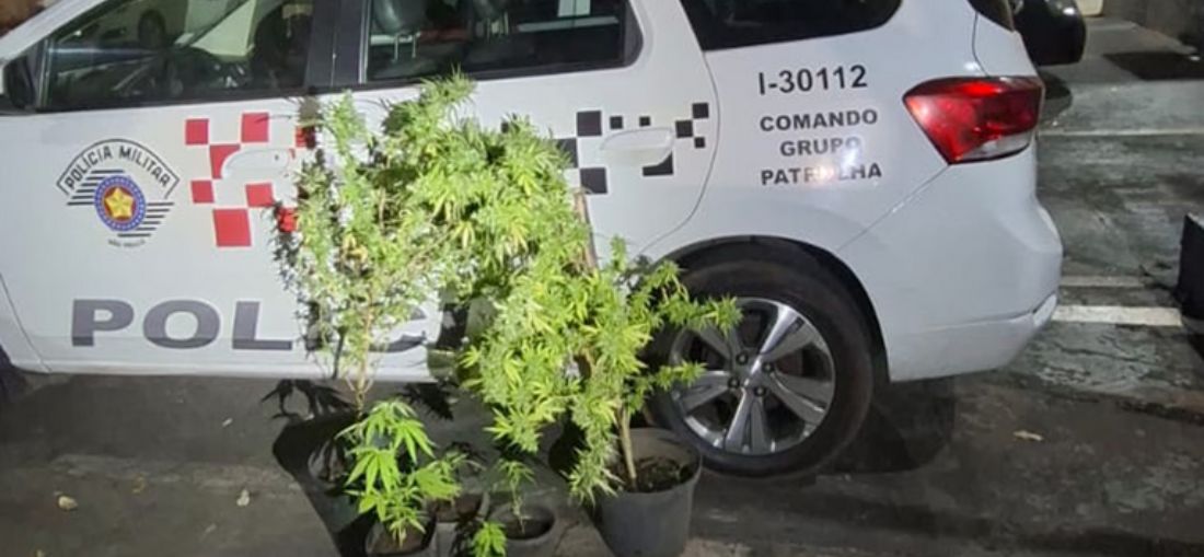Operação em Catanduva termina com quatro presos e plantação de maconha erradicada