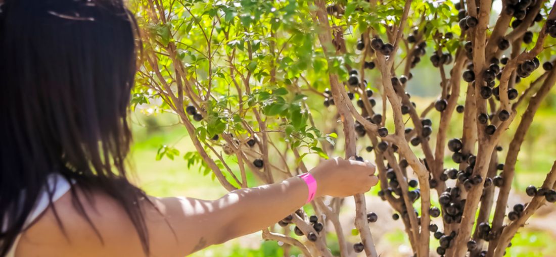 Safra fora de época: Parque Maeda, em Itu (SP), reabre pomar de jabuticabas para visitação