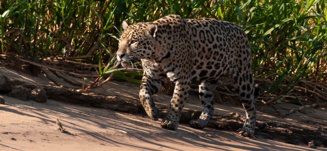 Pantanal entra na rota das férias de julho com experiência de safári no Brasil